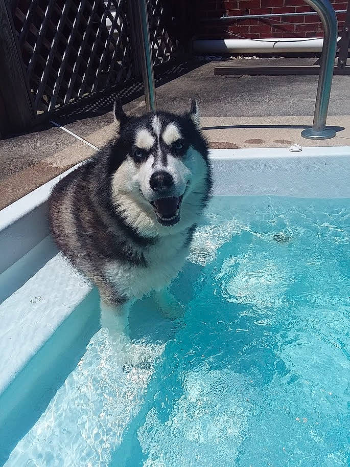 Blue Bandit is registered to the contest to win money with this photo: alaskan_klee_kai, alaskan_malamute, canadian_eskimo_dog, canidae, carnivore, dog, dog_breed, greenland_dog, mammal, miniature_siberian_husky, native_american_indian_dog, rare_breed_dog, sakhalin_husky, siberian_husky, sled_dog, tamaskan_dog, vertebrate, water, wolfdog, working_dog