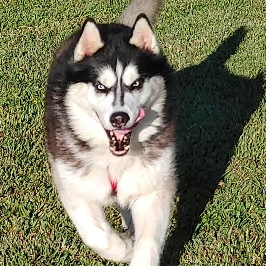 Blue Bandit is registered to the contest to win money with this photo: alaskan_klee_kai, alaskan_malamute, canadian_eskimo_dog, canidae, carnivore, dog, dog_breed, eye, mammal, miniature_siberian_husky, native_american_indian_dog, northern_inuit_dog, saarloos_wolfdog, sakhalin_husky, seppala_siberian_sleddog, siberian_husky, sled_dog, tamaskan_dog, vertebrate, wolfdog
