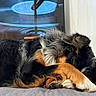 Ulya participe au concours pour gagner de l'argent avec cette photo : dog, paw, resting, sleeping, fur, tricolor, black, brown, white, pet, indoor, couch, television, blurred_background, cozy, animal, closeup, cute, relaxed, home