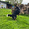 Ulya a rejoint le concours — aidez-le/la à gagner de superbes lots ! dog, soccer_ball, grass, outdoor, yard, tree, woodpile, shed, playful, pet, animal, canine, fur, nature, greenery, daytime, activity, balancing, sport, fun