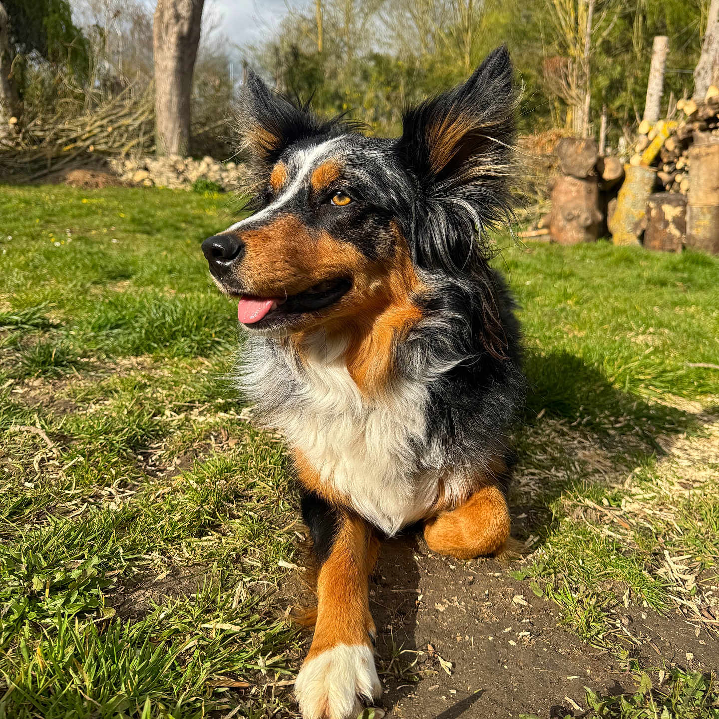 Ulya participe au concours pour gagner de l'argent avec cette photo : dog, outdoor, grass, sunlight, tree, pet, animal, nature, tongue_out, tricolor, fur, ears, canine, resting, backyard, daytime, greenery, wood, quiet, relaxed