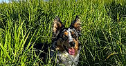 Ulya a rejoint le concours — aidez-le/la à gagner de superbes lots ! dog, grass, outdoor, sky, blue_sky, sunlight, nature, happy, tongue_out, ears_up, field, greenery, pet, animal, summer, daylight, canine, fur, smiling, playful