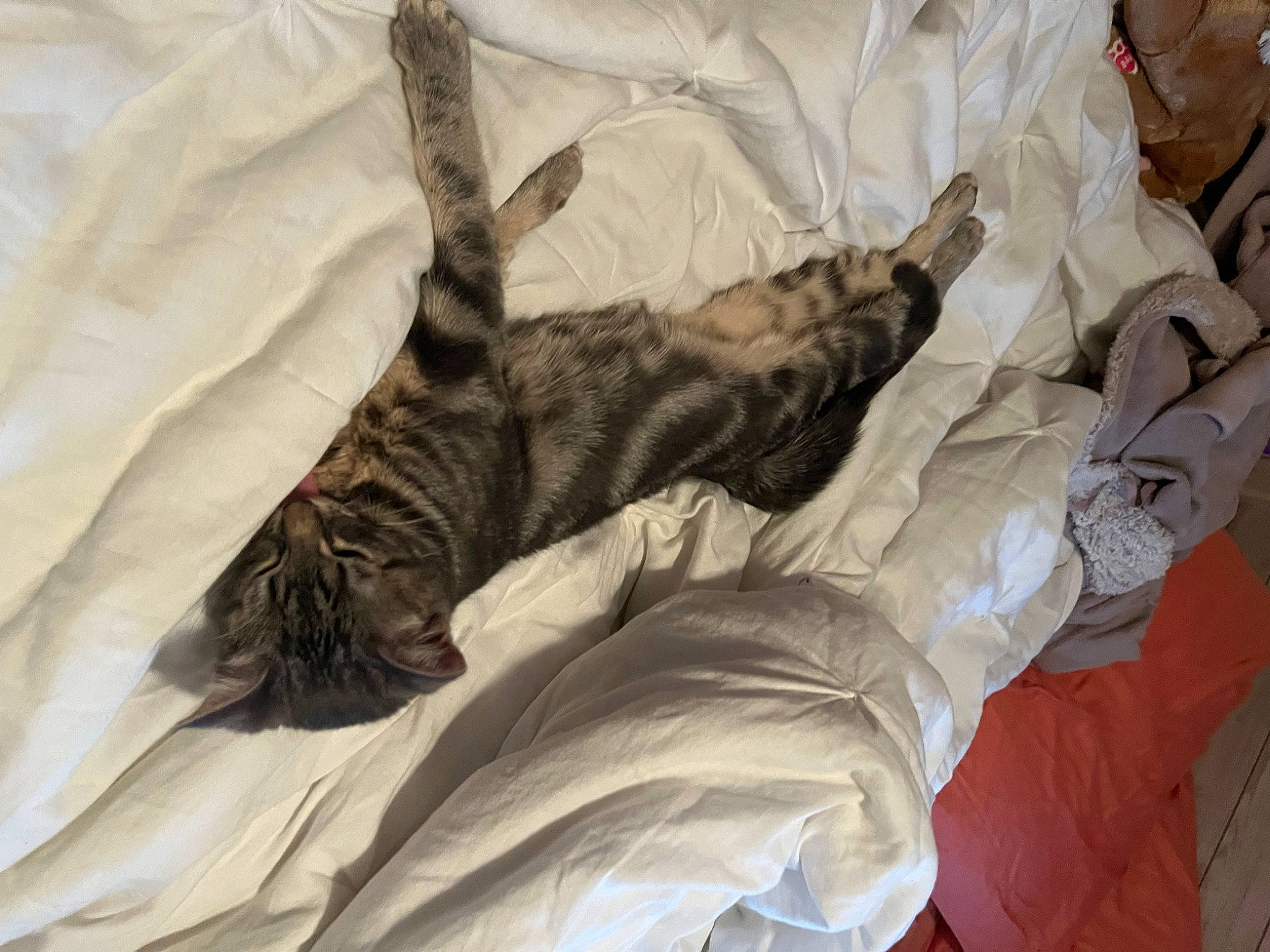 Gravy is registered to the contest to win money with this photo: bed, bed_sheet, bedding, bedroom, carnivore, cat, claw, comfort, domestic_short_haired_cat, duvet, felidae, fur, gesture, grey, linens, pattern, room, small_to_medium_sized_cats, tail, whiskers