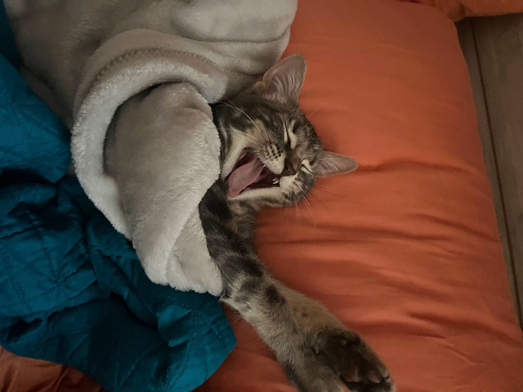 Gravy joined the competition — help win amazing prizes! bed, bed_sheet, bedding, carnivore, cat, claw, comfort, domestic_short_haired_cat, duvet, felidae, fur, grey, linens, nap, paw, room, small_to_medium_sized_cats, tail, whiskers