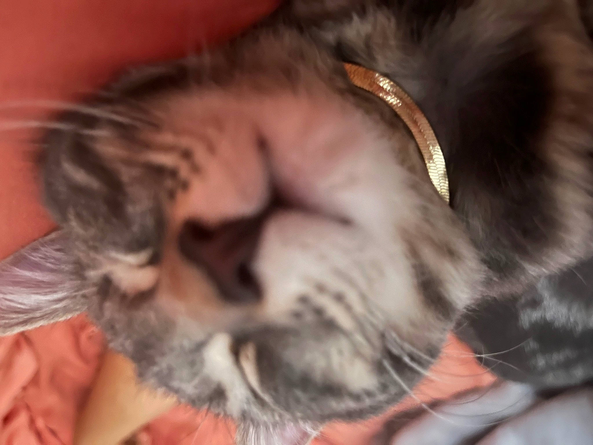 Gravy joined the competition — help win amazing prizes! carnivore, cat, claw, comfort, companion_dog, dog_breed, domestic_short_haired_cat, ear, fawn, felidae, fur, gesture, nap, paw, small_to_medium_sized_cats, snout, tail, thai, vertebrate, whiskers