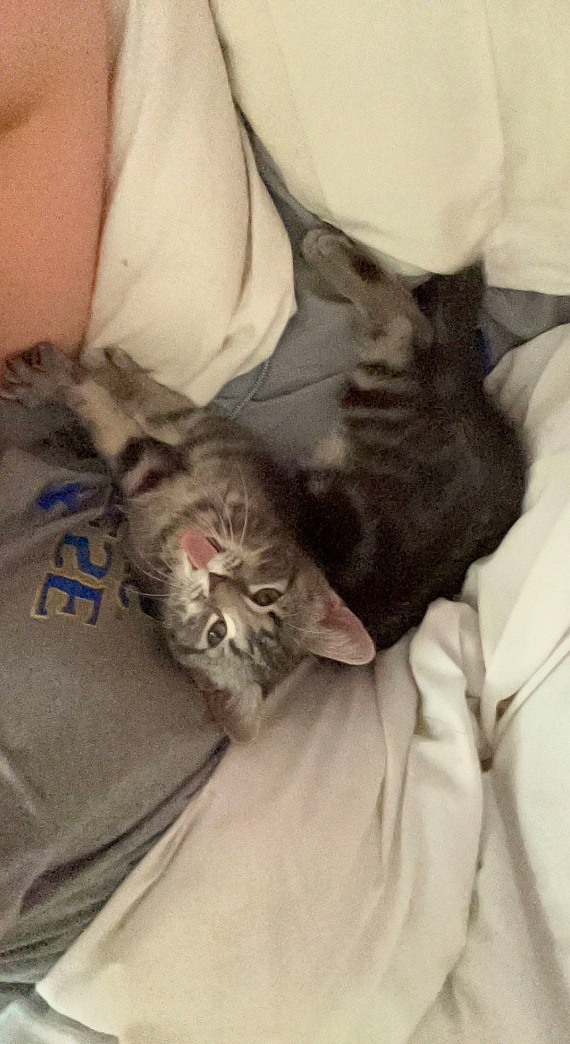 Gravy joined the competition — help win amazing prizes! bed, bed_sheet, bedding, carnivore, cat, comfort, domestic_short_haired_cat, ear, fawn, felidae, fur, grey, linens, mammal, paw, small_to_medium_sized_cats, t_shirt, tail, vertebrate, whiskers