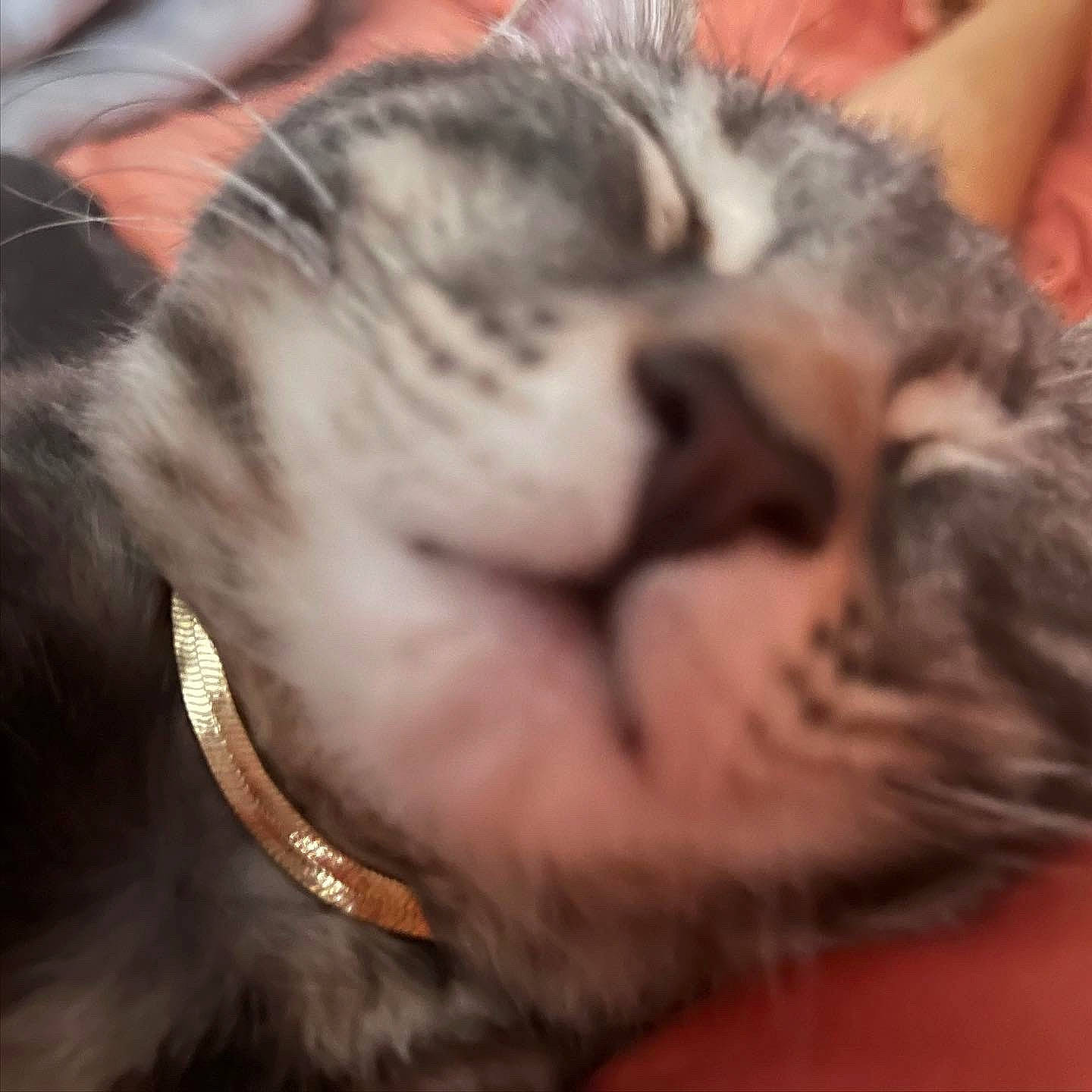 Gravy is registered to the contest to win money with this photo: carnivore, cat, close_up, cloud, comfort, domestic_short_haired_cat, ear, eye, fawn, felidae, fur, gesture, iris, nose, paw, sky, small_to_medium_sized_cats, snout, tail, whiskers