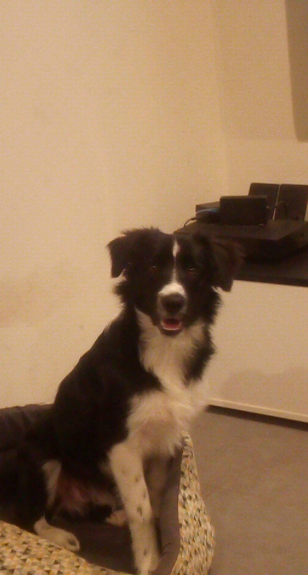 Pablo a rejoint le concours — aidez-le/la à gagner de superbes lots ! australian_collie, australian_shepherd, border_collie, canidae, carnivore, dog, dog_breed, herding_dog, mammal, rare_breed_dog, sporting_group, stabyhoun, vertebrate, working_dog