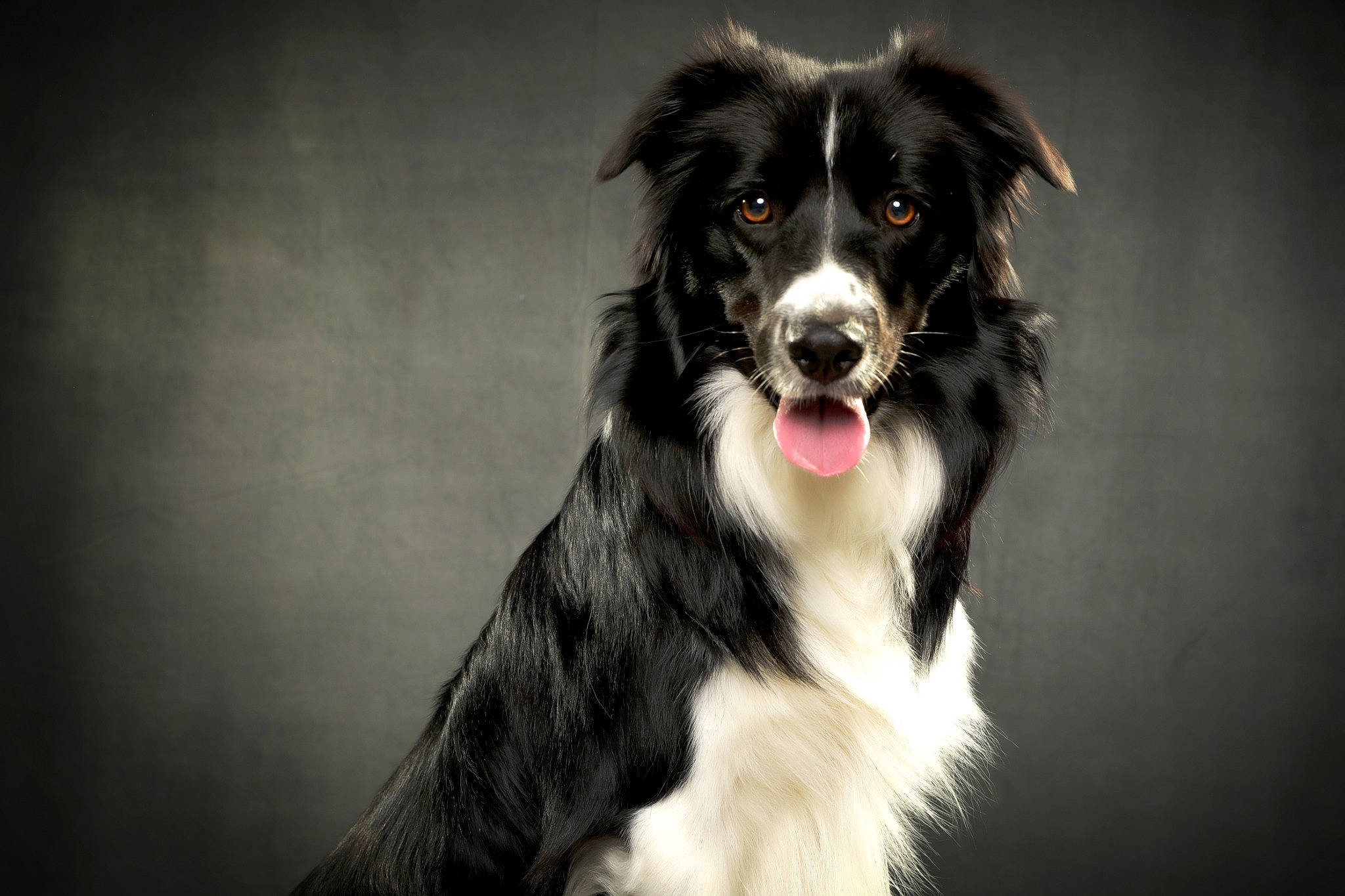 Pablo participe au concours pour gagner de l'argent avec cette photo : australian_collie, ball, borador, border_collie, canidae, carnivore, companion_dog, darkness, dog, dog_breed, eye, fur, herding_dog, plant, snout, sporting_group, whiskers, working_dog