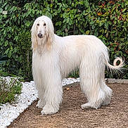Urka a rejoint le concours — aidez-le/la à gagner de superbes lots ! afghan_hound, animal, canine, companion, cute, dog, domestic_animal, elegant, fur, garden, leafy_background, long_hair, mammal, nature, outdoor, pet, portrait, standing, tail, white_fur