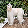 afghan_hound, animal, canine, companion, cute, dog, domestic_animal, elegant, fur, garden, leafy_background, long_hair, mammal, nature, outdoor, pet, portrait, standing, tail, white_fur