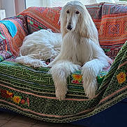 Urka a rejoint le concours — aidez-le/la à gagner de superbes lots ! dog, afghan_hound, white_dog, long_hair, couch, sofa, indoor, pet, animal, relaxed, furniture, patterned_fabric, window, plastic_chair, floor_tiles, domestic, canine, resting, long_fur, companion