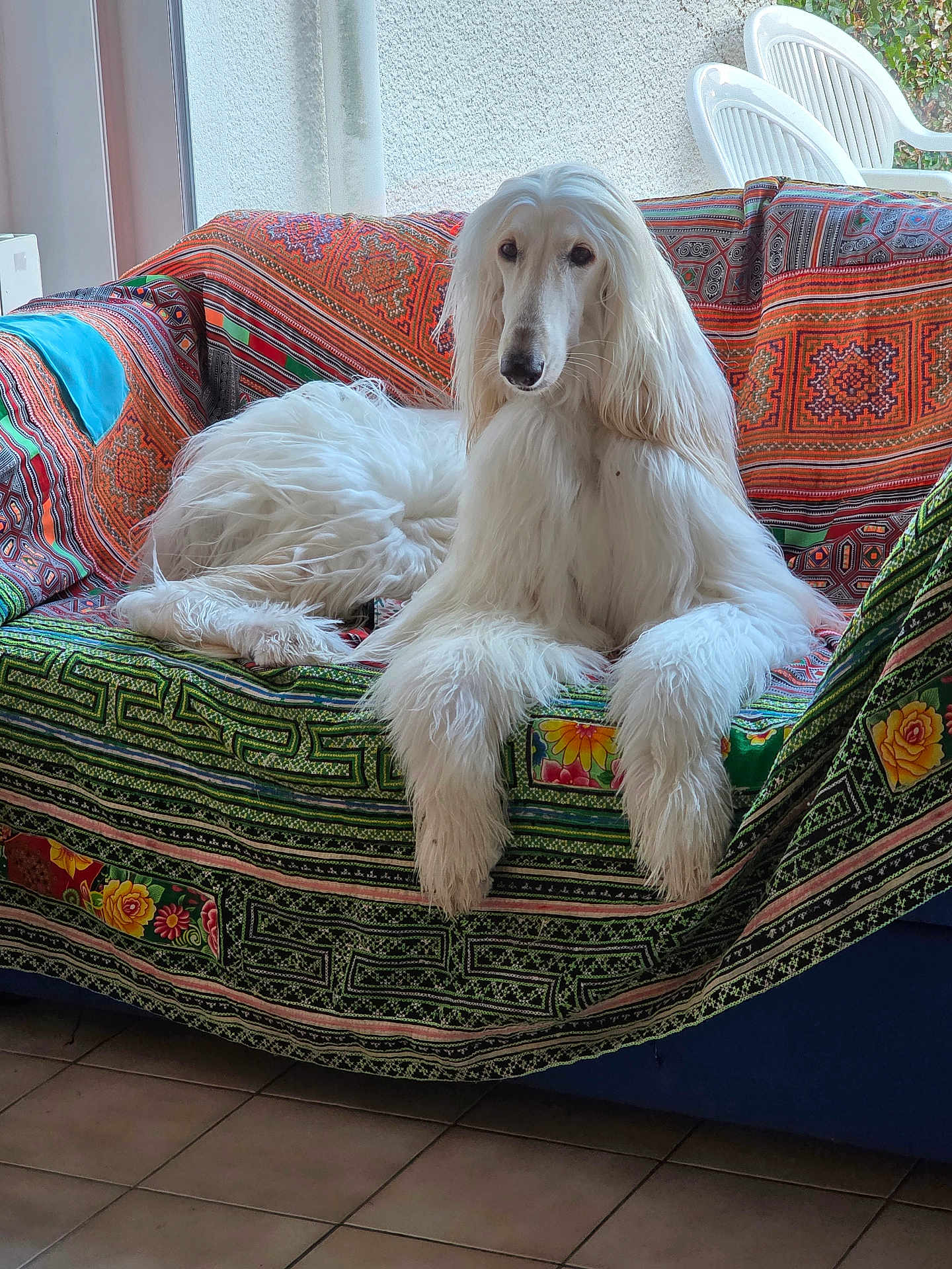 Urka a rejoint le concours — aidez-le/la à gagner de superbes lots ! dog, afghan_hound, white_dog, long_hair, couch, sofa, indoor, pet, animal, relaxed, furniture, patterned_fabric, window, plastic_chair, floor_tiles, domestic, canine, resting, long_fur, companion