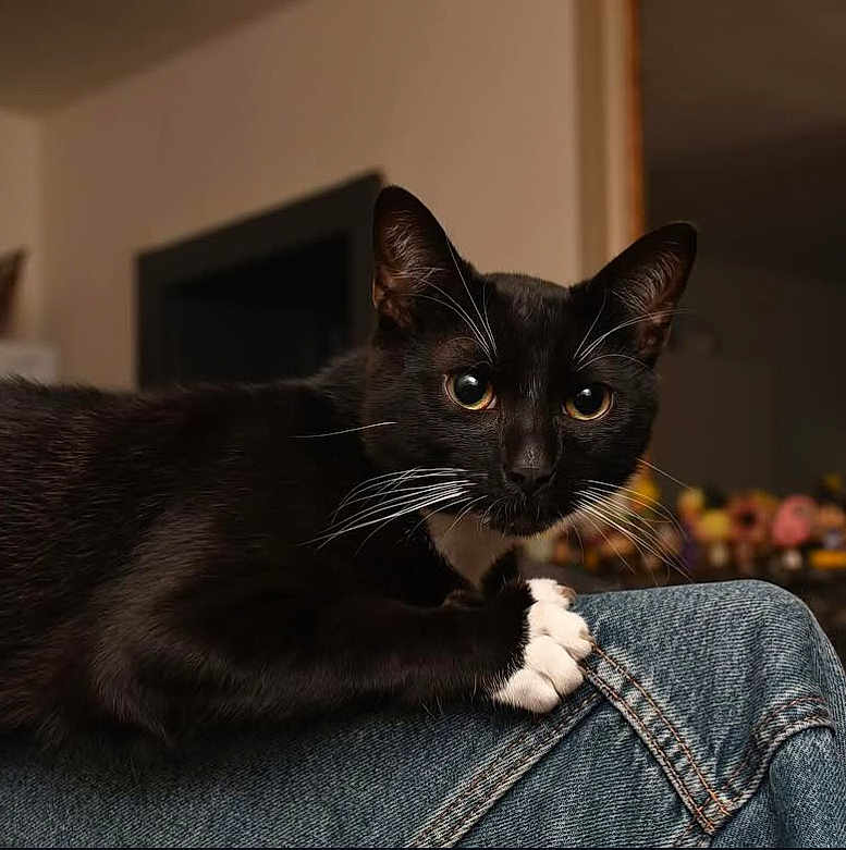 Venom a rejoint le concours — aidez-le/la à gagner de superbes lots ! cat, black_cat, white_paws, yellow_eyes, whiskers, denim, jeans, indoor, pet, animal, fur, claw, closeup, curious, domestic_cat, mammal, feline, portrait, sitting, looking