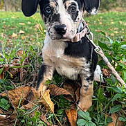 Safyra participe au concours pour gagner de l'argent avec cette photo : puppy, dog, outdoor, grass, leaves, collar, leash, autumn, nature, young, pet, animal, cute, sitting, heterochromia, black_and_white, brown, ears, snout, fur