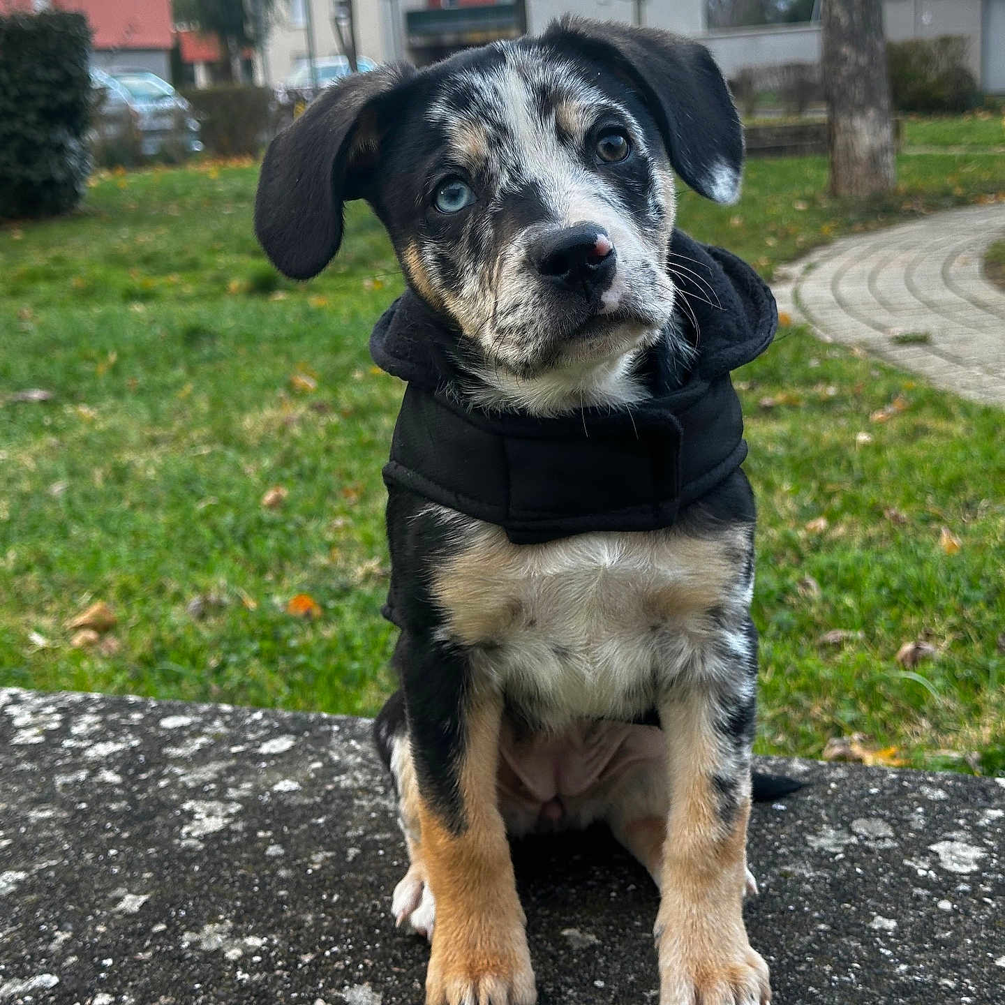 Safyra a rejoint le concours — aidez-le/la à gagner de superbes lots ! animal, black_jacket, blue_eye, brown_eye, building, cute, dog, ears, fur, grass, mixed_breed, nose, outdoor, pet, portrait, puppy, sitting, stone_ledge, tree, young