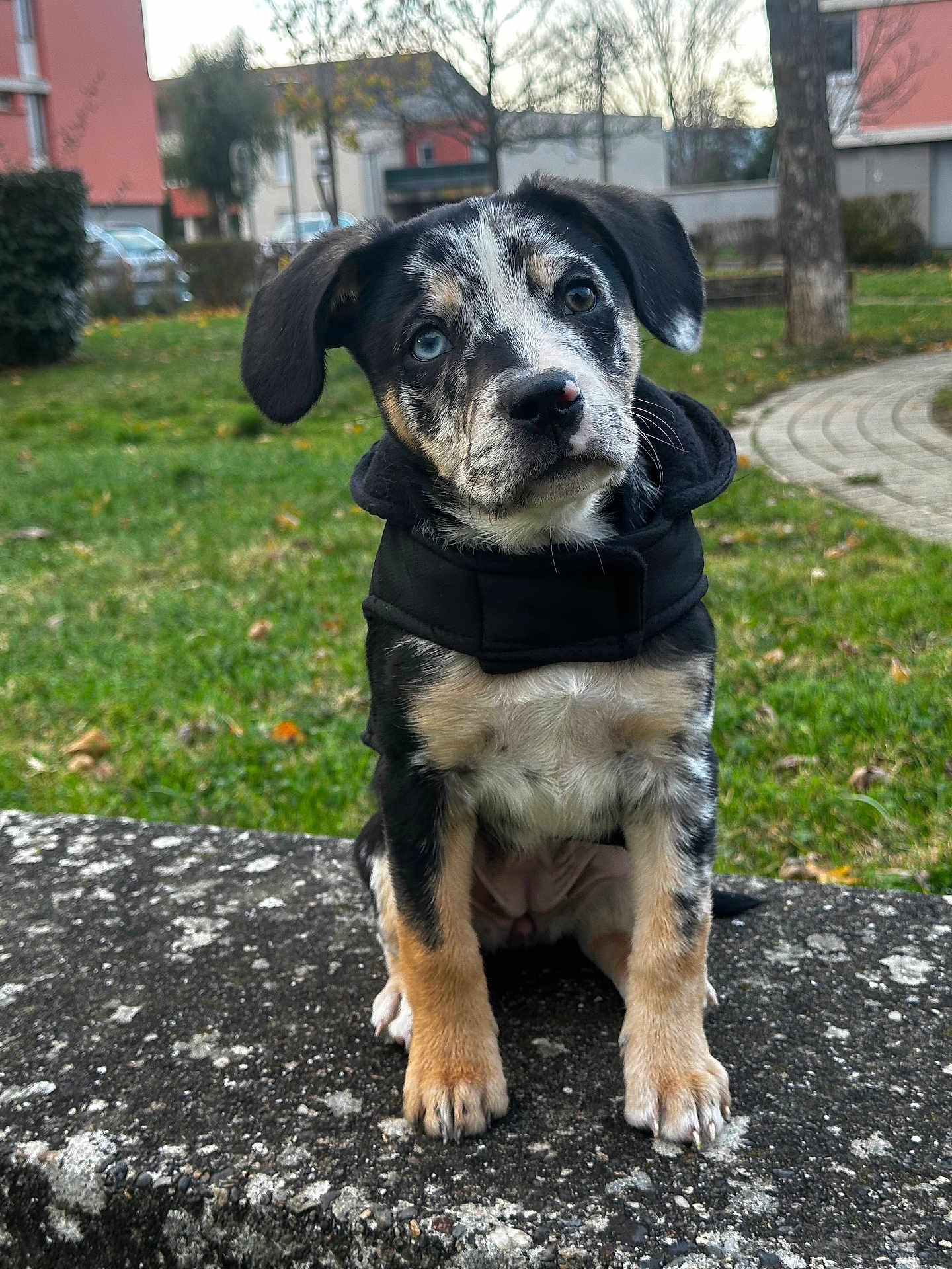Safyra a rejoint le concours — aidez-le/la à gagner de superbes lots ! puppy, dog, black_jacket, blue_eye, brown_eye, mixed_breed, outdoor, grass, stone_ledge, tree, building, cute, pet, animal, sitting, fur, ears, nose, portrait, young