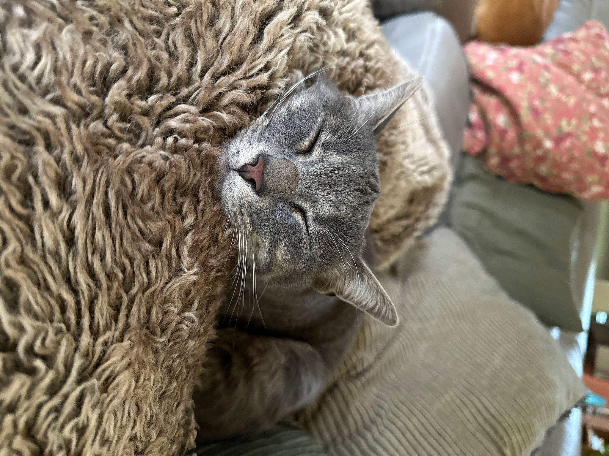 Samba a rejoint le concours — aidez-le/la à gagner de superbes lots ! carnivore, cat, claw, comfort, domestic_short_haired_cat, felidae, fur, grey, nap, sleep, small_to_medium_sized_cats, snout, terrestrial_animal, whiskers, wildlife