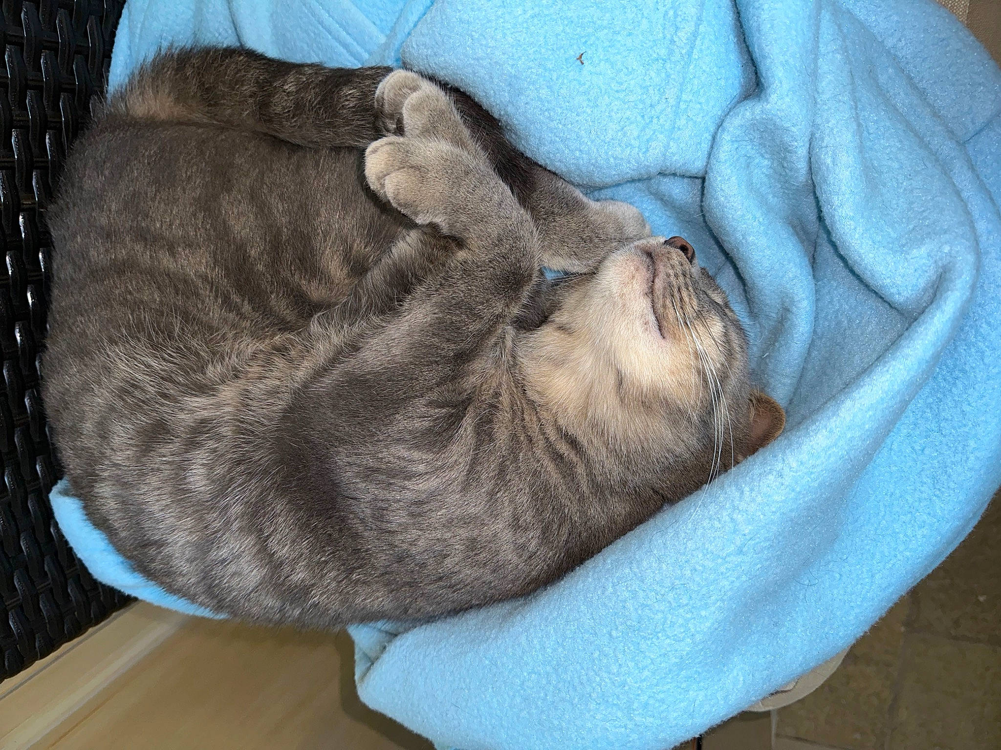 Samba a rejoint le concours — aidez-le/la à gagner de superbes lots ! carnivore, cat, cat_bed, claw, comfort, dog_breed, domestic_short_haired_cat, fawn, felidae, fur, grey, linens, nap, small_to_medium_sized_cats, snout, sporting_group, tail, terrestrial_animal, whiskers, wrinkle