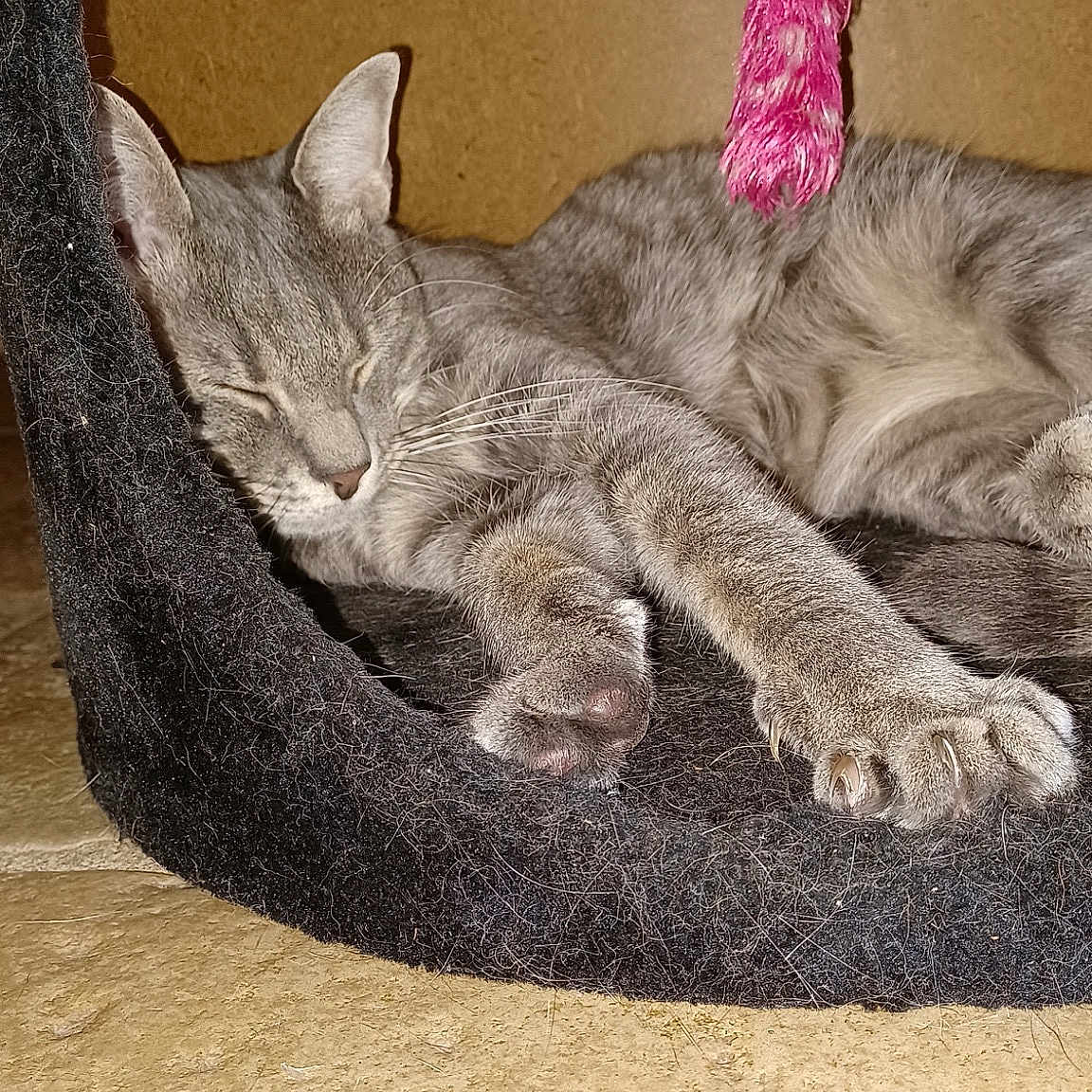 Samba
