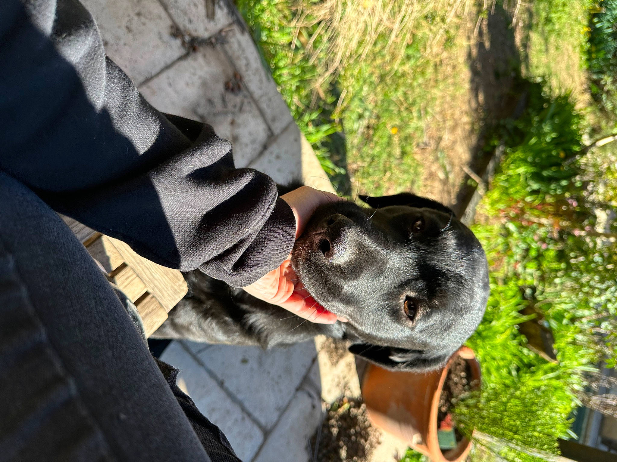 Lola a rejoint le concours — aidez-le/la à gagner de superbes lots ! adventure, art, automotive_tire, automotive_wheel_system, canidae, carmine, dog_breed, fawn, grass, lawn_ornament, monument, plant, sculpture, snout, sporting_group, statue, tree, trunk, wood, working_animal