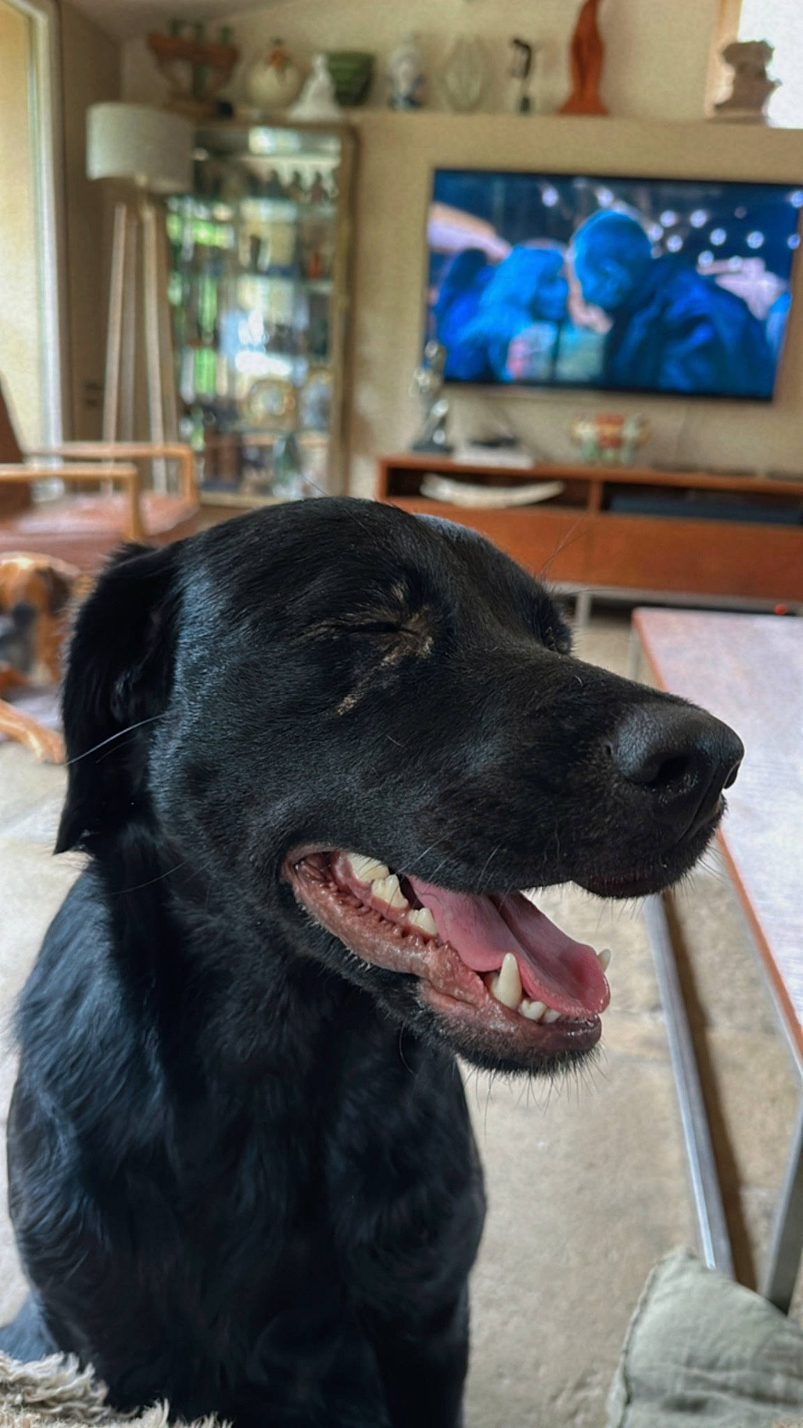 Lola participe au concours pour gagner de l'argent avec cette photo : borador, canidae, carnivore, collar, companion_dog, dog, dog_breed, dog_collar, fang, flooring, fur, liver, picture_frame, retriever, snout, sporting_group, television, whiskers, window, working_animal