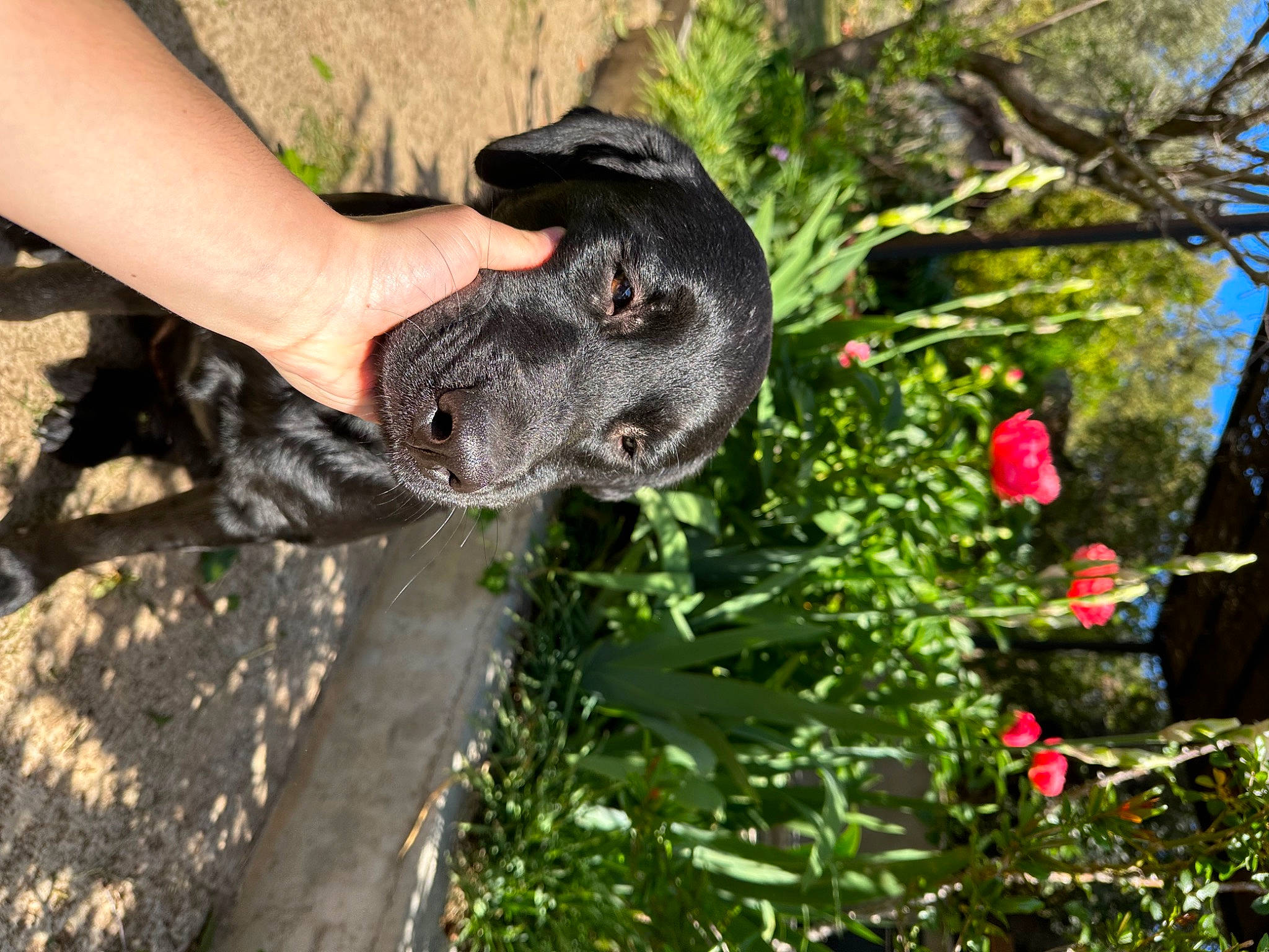 Lola participe au concours pour gagner de l'argent avec cette photo : adventure, canidae, carnivore, collar, dog, dog_breed, dog_collar, fawn, flower, foot, grass, guard_dog, human_leg, plant, shrub, snout, soil, sporting_group, tail, working_animal