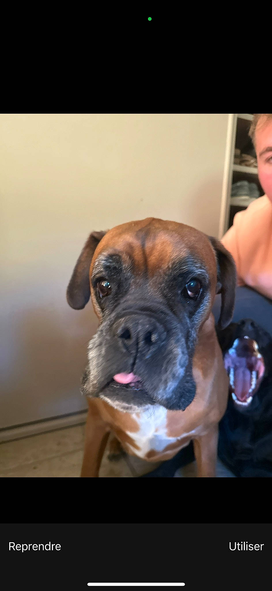 Elliot participe au concours pour gagner de l'argent avec cette photo : ancient_dog_breeds, boxer, canidae, carnivore, collar, companion_dog, dog, dog_breed, dog_collar, fawn, fur, giant_dog_breed, guard_dog, molosser, snout, sporting_group, whiskers, working_animal, working_dog, wrinkle