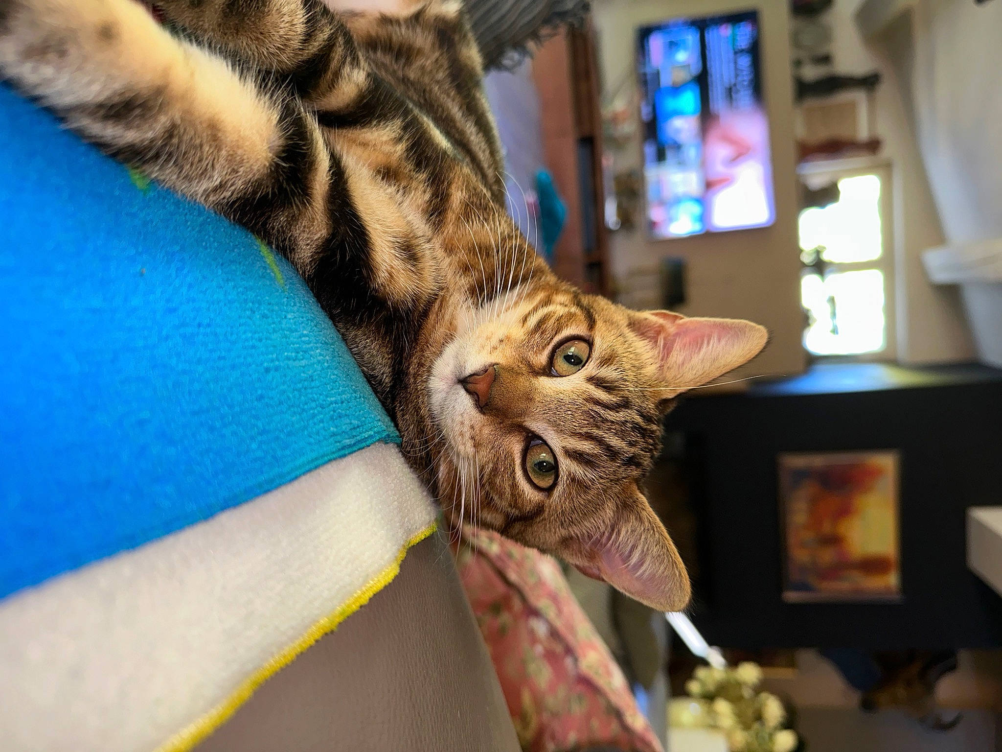 Jack participe au concours pour gagner de l'argent avec cette photo : carnivore, cat, claw, comfort, domestic_short_haired_cat, ear, fawn, felidae, fur, gesture, human_leg, picture_frame, plant, small_to_medium_sized_cats, snout, tail, tree, whiskers, wildlife, window