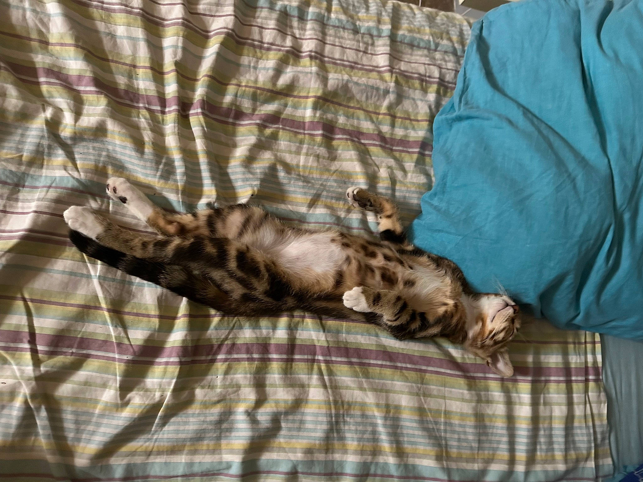 Jack participe au concours pour gagner de l'argent avec cette photo : bed, bed_sheet, bedding, carnivore, cat, comfort, domestic_short_haired_cat, duvet, fawn, felidae, fur, linens, nap, pattern, plaid, small_to_medium_sized_cats, tail, tartan, textile, whiskers