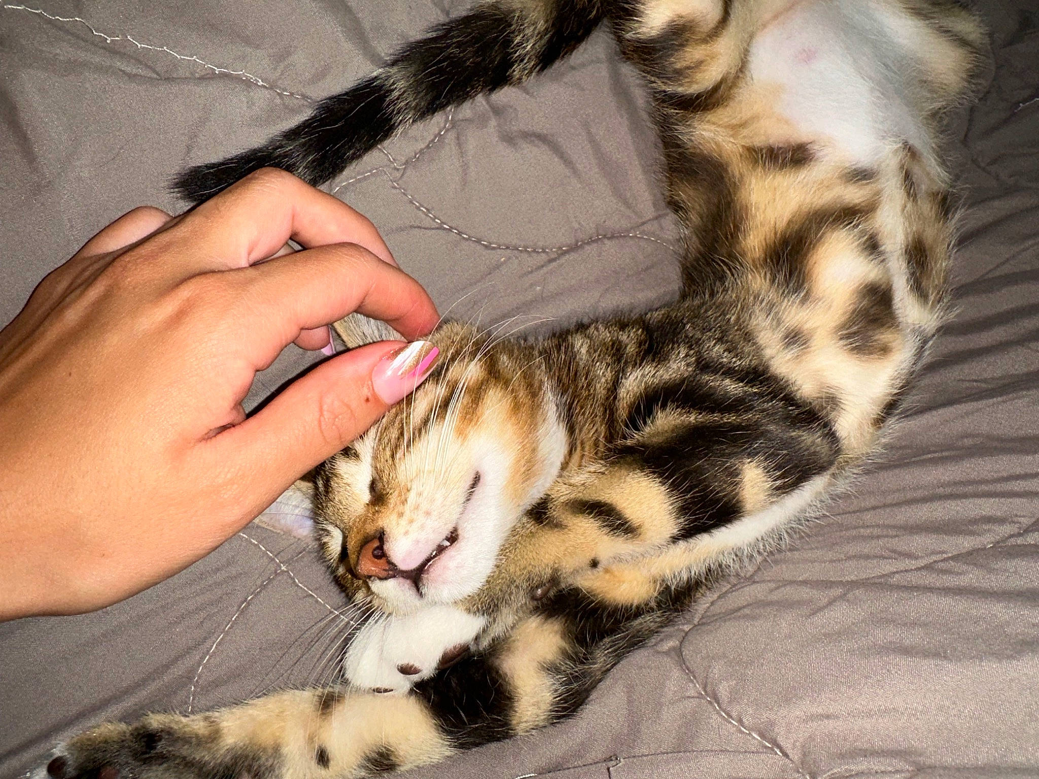 Jack a rejoint le concours — aidez-le/la à gagner de superbes lots ! carnivore, cat, claw, comfort, domestic_short_haired_cat, fawn, felidae, foot, fur, gesture, lap, nail, nap, paw, skin, small_to_medium_sized_cats, snout, terrestrial_animal, whiskers, wrist