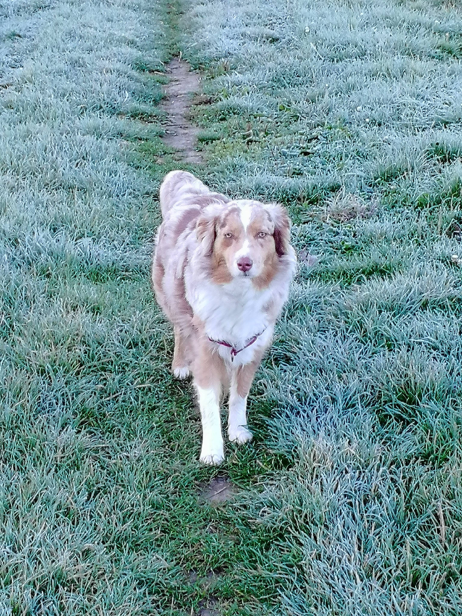 Pandora participe au concours pour gagner de l'argent avec cette photo : carnivore, companion_dog, dog, dog_breed, fawn, fur, grass, grassland, groundcover, lawn, plant, sporting_group, tail, tree, working_animal, working_dog