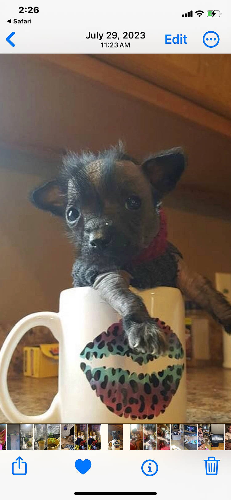 Bert joined the competition — help win amazing prizes! carnivore, coffee_cup, companion_dog, cup, dishware, dog, dog_breed, drinkware, fawn, felidae, mammal, mug, porcelain, pottery, serveware, snout, tableware, toy_dog, whiskers, working_animal