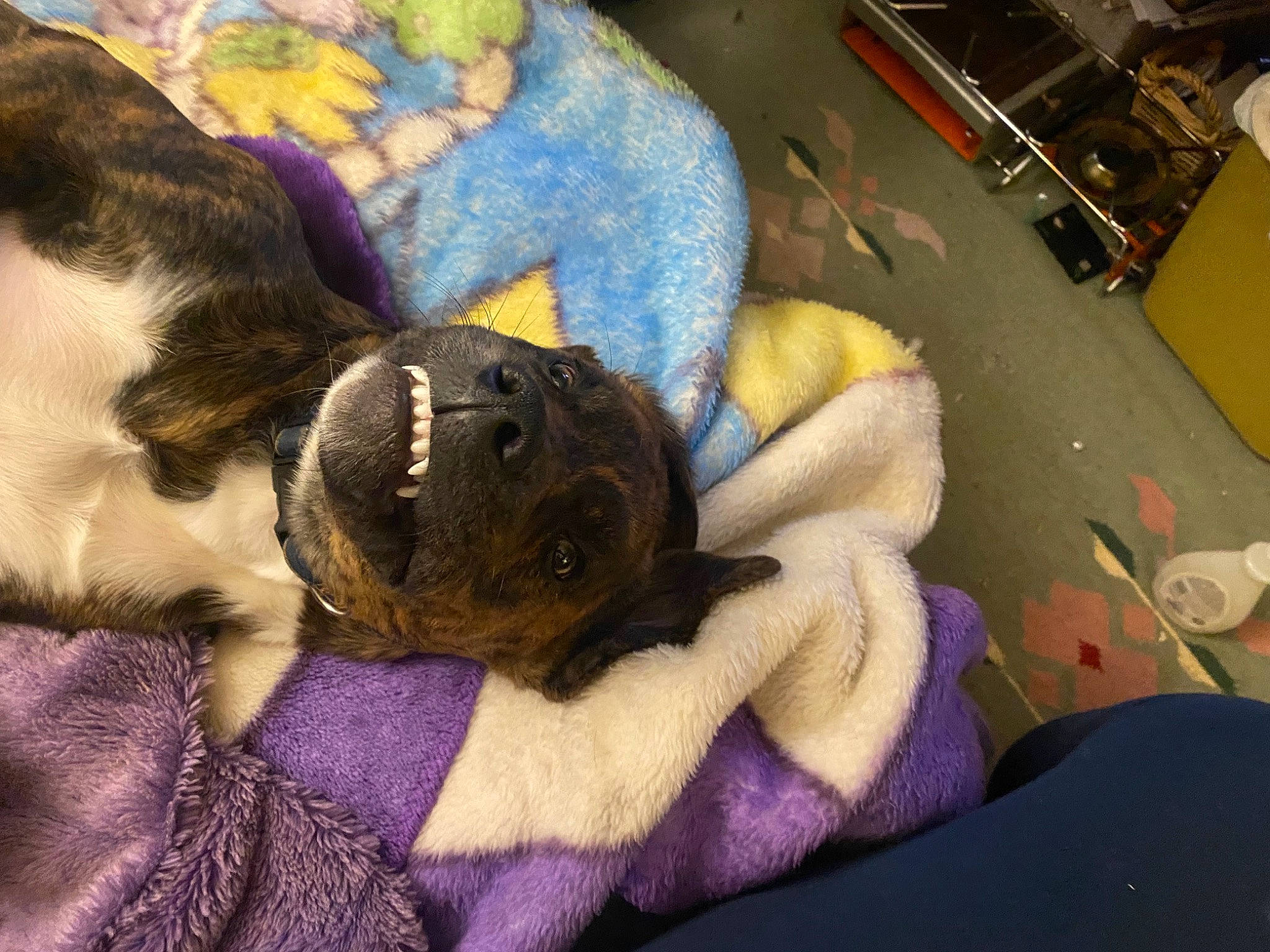 Streets joined the competition — help win amazing prizes! art, canidae, carnivore, comfort, companion_dog, dog, dog_breed, fawn, fur, linens, nap, painting, plush, purple, sporting_group, stuffed_toy, toy, violet, visual_arts, working_animal