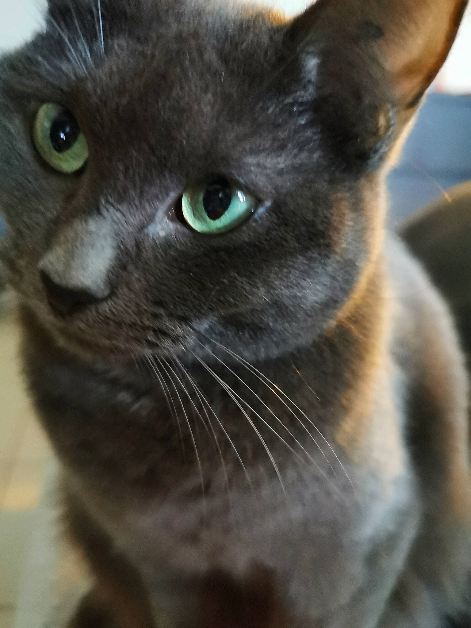 Penny a rejoint le concours — aidez-le/la à gagner de superbes lots ! asian, burmese, carnivore, cat, close_up, domestic_short_haired_cat, felidae, german_rex, javanese, kitten, korat, mammal, nebelung, oriental_shorthair, russian_blue, small_to_medium_sized_cats, snout, tonkinese, vertebrate, whiskers