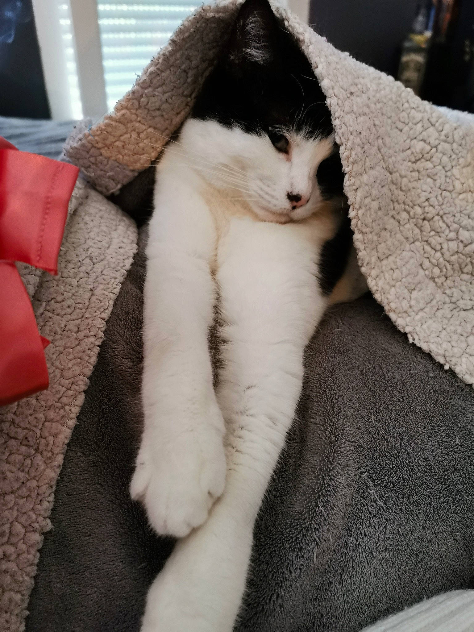 Sookie a rejoint le concours — aidez-le/la à gagner de superbes lots ! carnivore, cat, claw, felidae, fur, kitten, paw, polydactyl_cat, small_to_medium_sized_cats, tail, whiskers