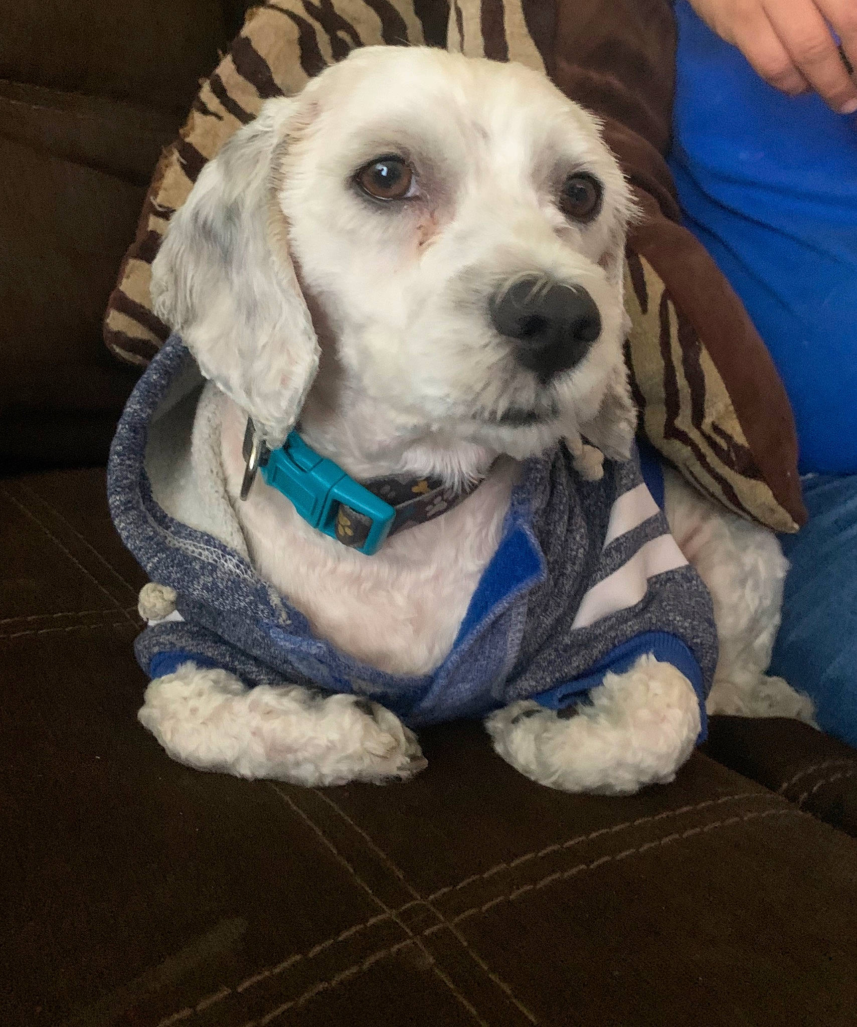 Manchitas joined the competition — help win amazing prizes! beagador, canidae, carnivore, companion_dog, dog, dog_breed, mammal, puppy, puppy_love, rare_breed_dog, snout, sporting_group, vertebrate