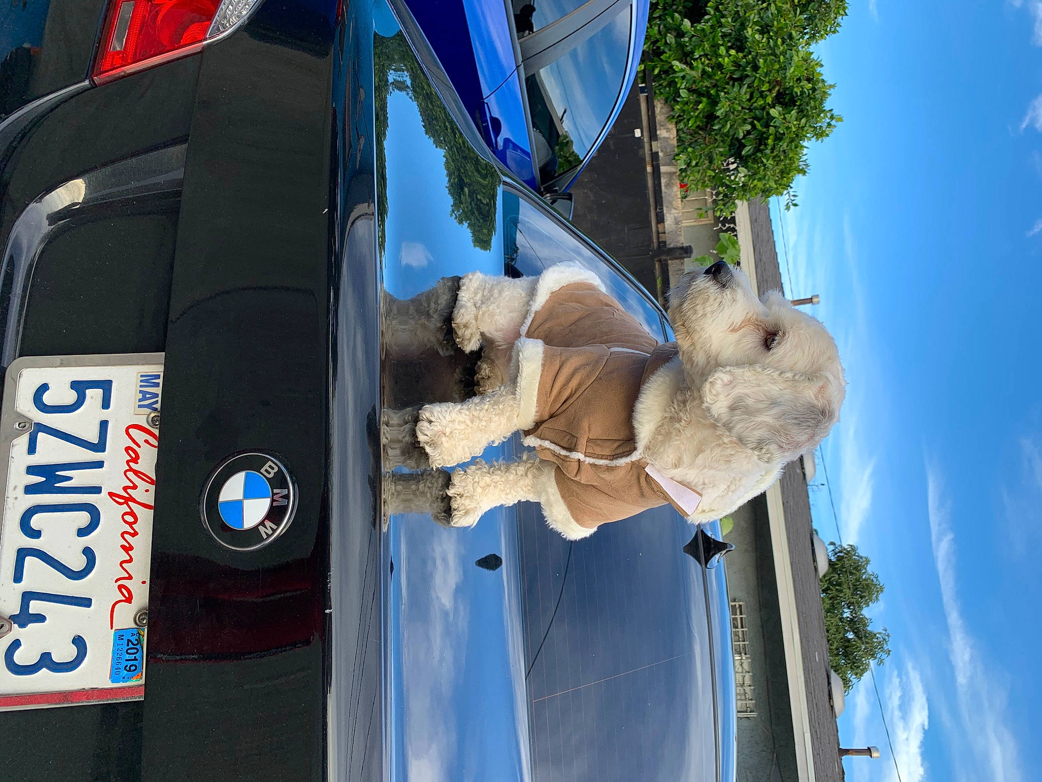 Manchitas joined the competition — help win amazing prizes! car, city_car, vehicle