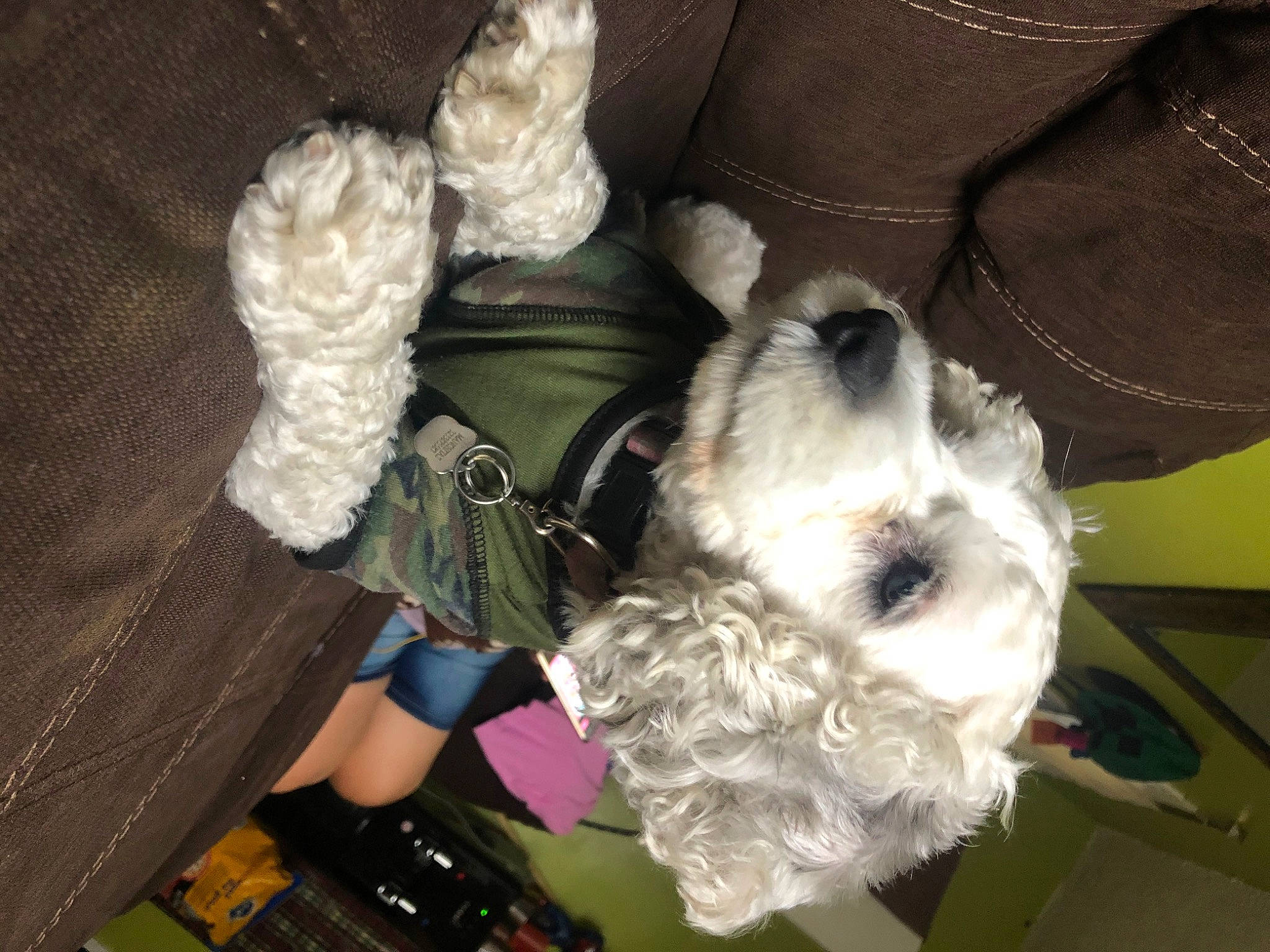 Manchitas joined the competition — help win amazing prizes! canidae, carnivore, cockapoo, dog, dog_breed, non_sporting_group, sporting_group