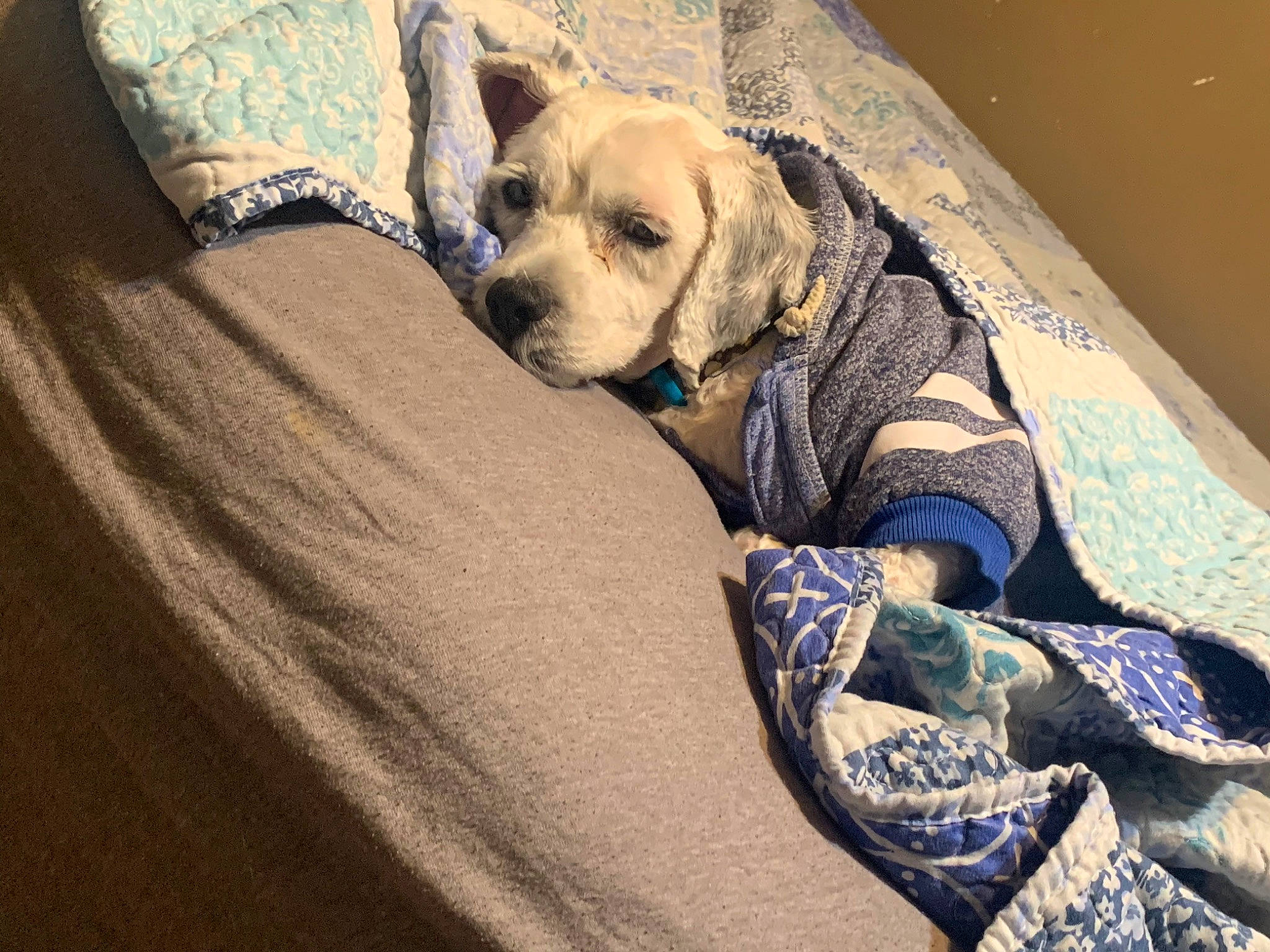 Manchitas joined the competition — help win amazing prizes! canidae, carnivore, companion_dog, dog, dog_breed, fawn, labrador_retriever, mammal, snout, sporting_group