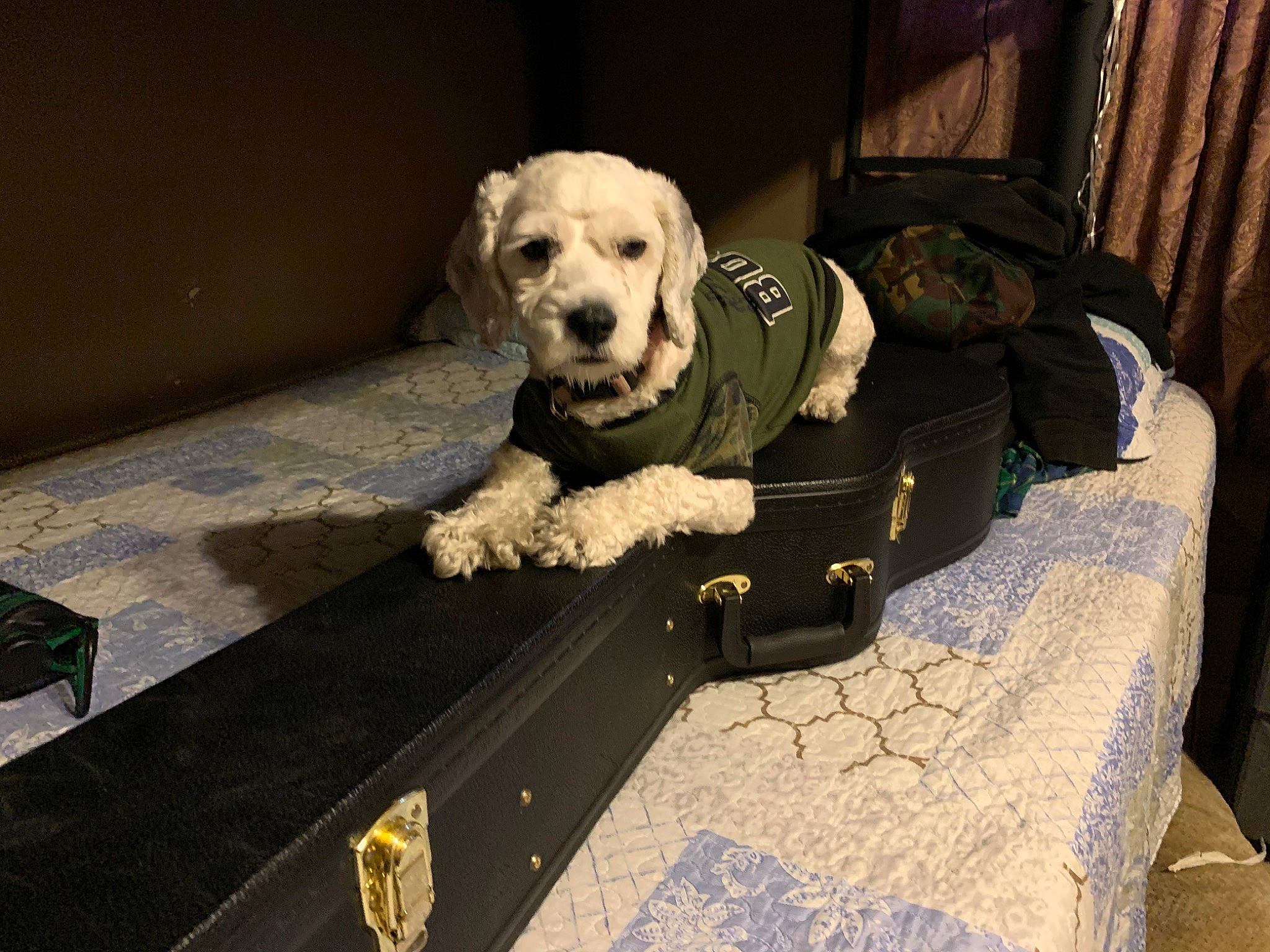 Manchitas is registered to the contest to win money with this photo: canidae, carnivore, companion_dog, dog, dog_breed, goldendoodle, mammal, puppy, retriever, sporting_group