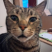 Ange participe au concours pour gagner de l'argent avec cette photo : cat, tabby_cat, close_up, whiskers, indoor, curious, animal, pet, face, fur, ears, eyes, nose, mouth, domestic_animal, feline, portrait, looking_at_camera, background, blurred