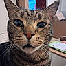 cat, tabby_cat, close_up, whiskers, indoor, curious, animal, pet, face, fur, ears, eyes, nose, mouth, domestic_animal, feline, portrait, looking_at_camera, background, blurred