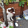 Simba a rejoint le concours — aidez-le/la à gagner de superbes lots ! dog, rabbit, pet, fence, tree, plant, mint, wooden_fence, enclosure, bowl, bottle, sidewalk, outdoor, animal, fur, paw, tongue, black_and_white, brown_and_white, garden