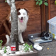 Simba a rejoint le concours — aidez-le/la à gagner de superbes lots ! dog, rabbit, tree, wooden_fence, plants, white_stones, outdoor, pet, cage, slippers, soda_bottle, ground, fur, happy, tongue_out, black_and_white, brown_and_white, nature, animal, relaxing