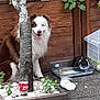 dog, rabbit, tree, wooden_fence, plants, white_stones, outdoor, pet, cage, slippers, soda_bottle, ground, fur, happy, tongue_out, black_and_white, brown_and_white, nature, animal, relaxing