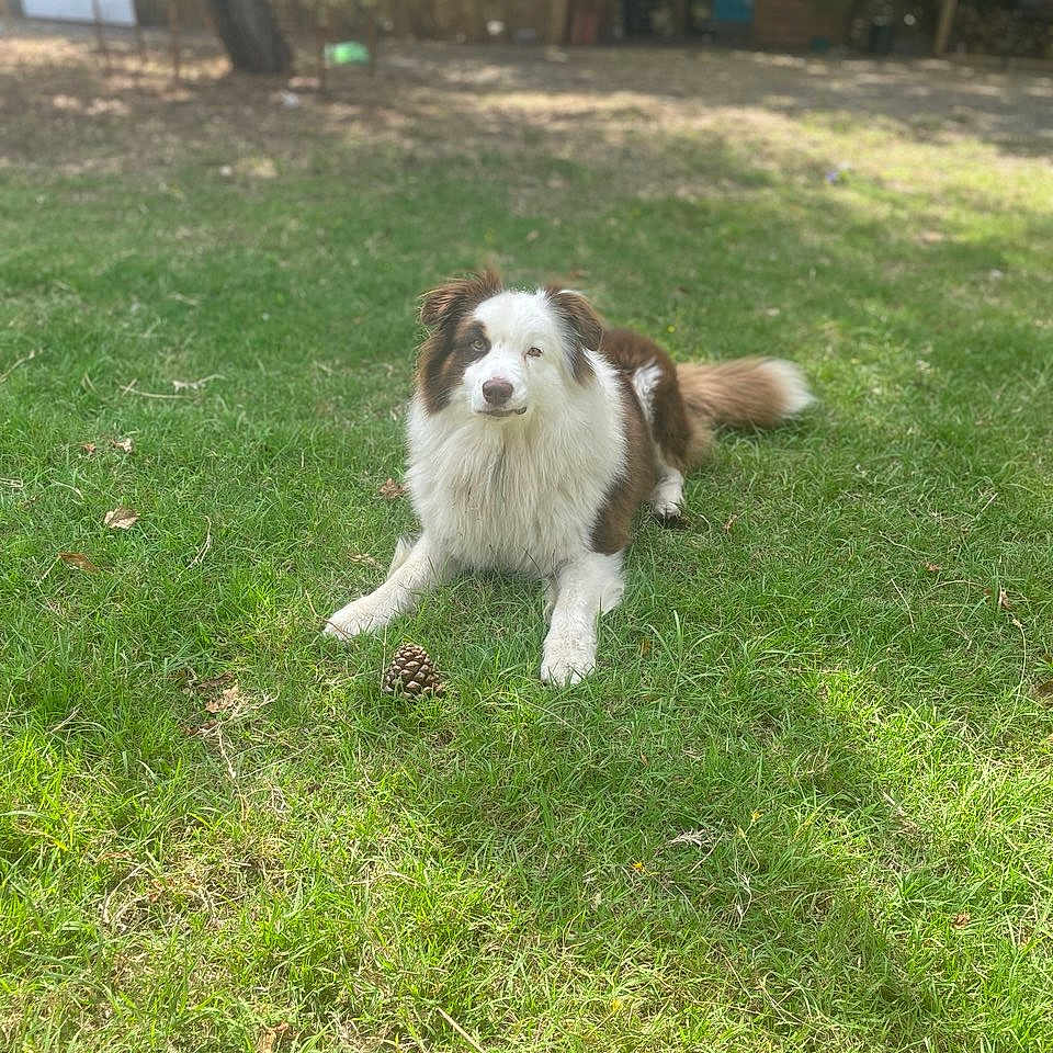 Simba participe au concours pour gagner de l'argent avec cette photo : animal, backyard, brown, calm, canine, daylight, dog, fence, fur, garden, grass, leaf, lying_down, nature, outdoor, pet, pine_cone, sunlight, tree, white