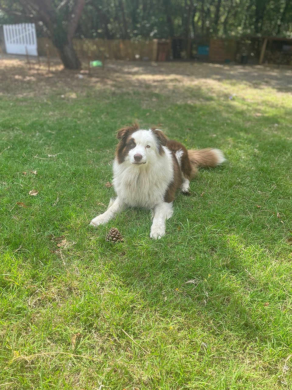 Simba