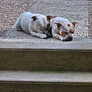 Sally a rejoint le concours — aidez-le/la à gagner de superbes lots ! dog, sleeping, concrete, pathway, outdoor, resting, two_animals, pets, animals, brown_spots, white_fur, side_by_side, peaceful, nature, grass, garden, relaxation, daytime, quiet, companion