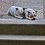dog, sleeping, concrete, pathway, outdoor, resting, two_animals, pets, animals, brown_spots, white_fur, side_by_side, peaceful, nature, grass, garden, relaxation, daytime, quiet, companion